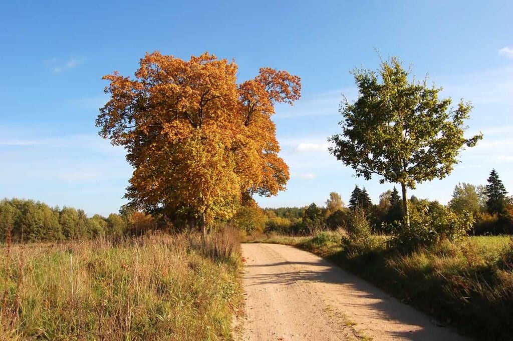 Wege-Lüneburger-Heide